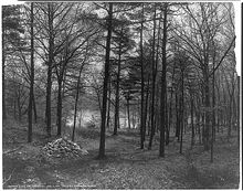 Photographie de Thoreau's Cove, lieu où l'auteur de Walden édifia sa maisonnette.