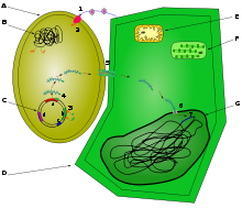 Ce schéma représente les étapes d'infection d'une cellule végétale par Agrobactérium tumefaciens. Une cellule d'agrobactérie est représentée à côté d'une cellule végétale, et les différentes étapes de la transfection sont indiquées