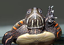 Une tortue peinte en train de nager, apparemment dans un aquarium, vue de face et levant une de ses pattes palmées