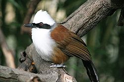  Garrulaxe à huppe blanche (Garrulax leucolophus)