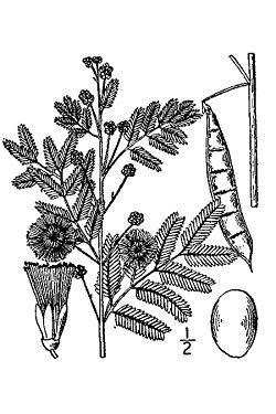  Acacia angustissima