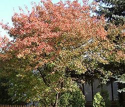  Acer tataricum subsp. ginnala