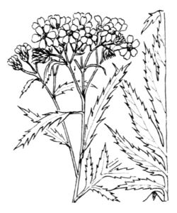  Achillea macrophylla, Gravure H. Coste