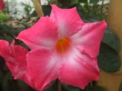  Fleur d'Adenium