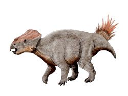 Ajkaceratops kozmai