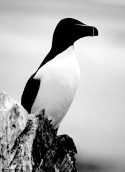 Pingouin torda (Alca torda)