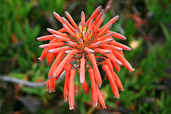  Aloe maculata