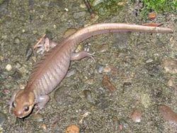  Ambystoma gracile