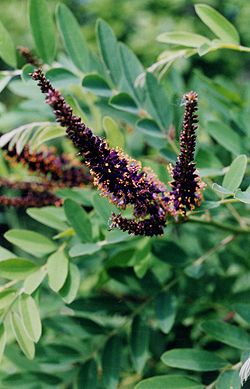 Faux indigo du désert (Amorpha fruticosa)