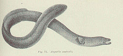  Anguilla australis