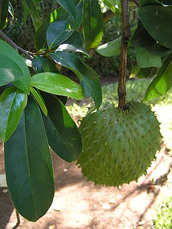  Fruit de Annona muricata