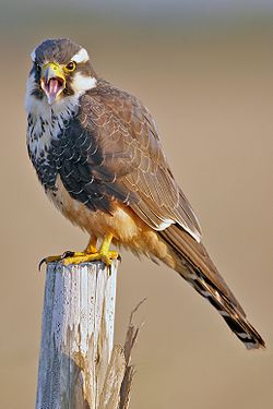  Un Falco femoralis - comté de Cameron (Texas) aux États-Unis