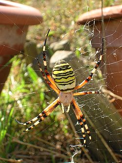 Argiope sur sa toile montrant le stabilimentum