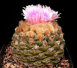  Ariocarpus fissuratus