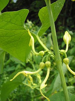  Aristolochia clematitis