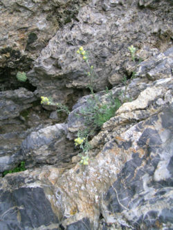 Artemisia umbelliformis