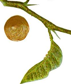  Aspidiotus nerii
