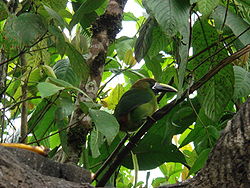  Toucanet émeraude (Aulacorhynchus prasinus)
