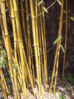  Phyllostachys aureasulcata 'spectabilis'