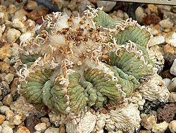  Aztekium ritteri