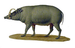  Illustration d'un Babiroussa