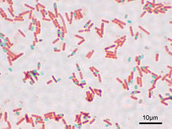  Bacillus subtilis sporulants