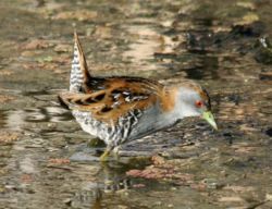  Marouette de Baillon (Porzana pusilla)