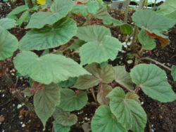  Begonia scharffii