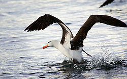  Albatros à sourcils noirs(Thalassarche melanophris )