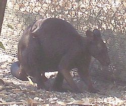 Macropus bernardus