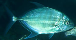 Carangoides ferdau