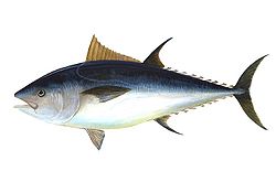  Thunnus thynnus