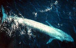  Baleine bleue dans l'océan Pacifique