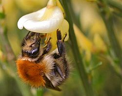  Bombus pascuorum © Entomart.ins