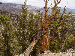  Pinus longaeva