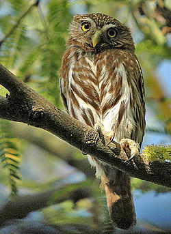  Glaucidium brasilianum