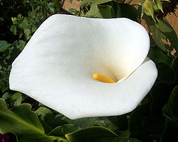  Calla des fleuristes, Zantedeschia aethiopica