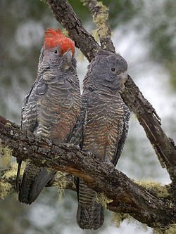  Couple de Callocephalon fimbriatum(Le mâle est à gauche)