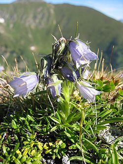 Campanula alpina