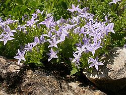  Campanula garganica