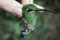 Spécimen dans la main d'un ornithologue
