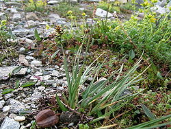  Carex bicolor