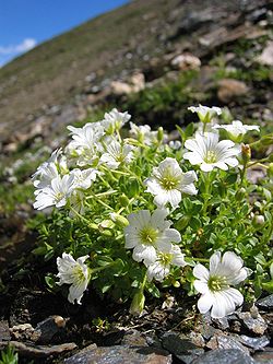  Cerastium uniflorum