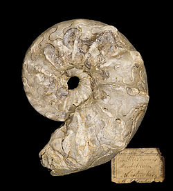  Cératite nodosus - Muséum de Toulouse