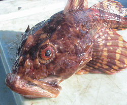  Myoxocephalus scorpius sur un bâteau de pêche  (Îles-de-la-Madeleine, 2006)