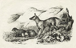  Chacal du Sénégal. Gravure de 1837, titrée Canis anthus.