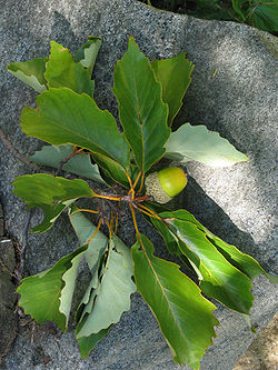  Quercus montana