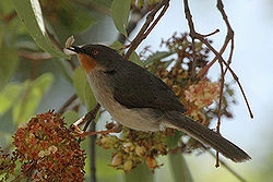  Apalis à gorge marron (Apalis porphyrolaema)