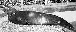  Phoque moine des Caraïbes àl'aquarium de New York en 1910