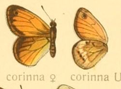 Coenonympha corinna